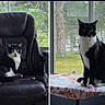 animal, black_and_white_cat, cat, chair, curious, daylight, feline, fur, greenery, home, indoor, looking, nature, office_chair, pet, plant, sitting, table, tablecloth, window