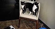 Charlie Chaplin is registered to the contest to win money with this photo: animal, black_and_white, carpet, cat, cat_food, cat_toy, chair, cozy, domestic, door, furniture, home, indoor, lamp, motion_blur, pet, playful, resting, tuxedo_cat, two_cats