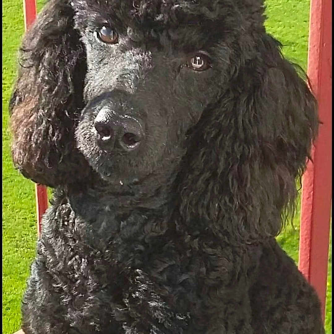 Lucho participe au concours pour gagner de l'argent avec cette photo : dog, poodle, black_dog, curly_fur, pet, animal, outdoor, balcony, railing, green_grass, soccer_goal, portrait, cute, fur, canine, looking, closeup, sunlight, nature, animal_portrait
