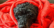 Lucho a rejoint le concours — aidez-le/la à gagner de superbes lots ! dog, black_dog, blanket, red_blanket, cozy, snuggled, fur, pet, indoor, resting, sleepy, wrapped, soft, comfort, cute, animal, portrait, warm, relaxing, couch