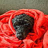 dog, black_dog, blanket, red_blanket, cozy, snuggled, fur, pet, indoor, resting, sleepy, wrapped, soft, comfort, cute, animal, portrait, warm, relaxing, couch