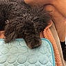 Lucho participe au concours pour gagner de l'argent avec cette photo : dog, black_dog, curly_fur, pet, resting, blanket, quilted_surface, blue, turquoise, leg, human_leg, cozy, indoors, furniture, soft_texture, animal, companion, cute, looking_up, relaxed