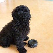 Lucho a rejoint le concours — aidez-le/la à gagner de superbes lots ! puppy, dog, black_dog, toy, indoor, floor, pet, animal, curious, sitting, fur, cute, small, domestic_animal, playful, young, companion, household, canine, pet_toy