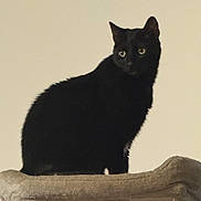 Loki is registered to the contest to win money with this photo: black_cat, cat, pet, feline, animal, indoor, cat_tree, perched, looking_away, fur, whiskers, ears, eyes, domestic_cat, mammal, cute, companion, resting, alert, side_view