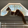 cat, orange_cat, white_cat, windowsill, window, sunlight, indoor, pet, feline, fluffy, resting, side_view, tail, blinds, dusty_window, daylight, tree_outside, relaxed, animal, house