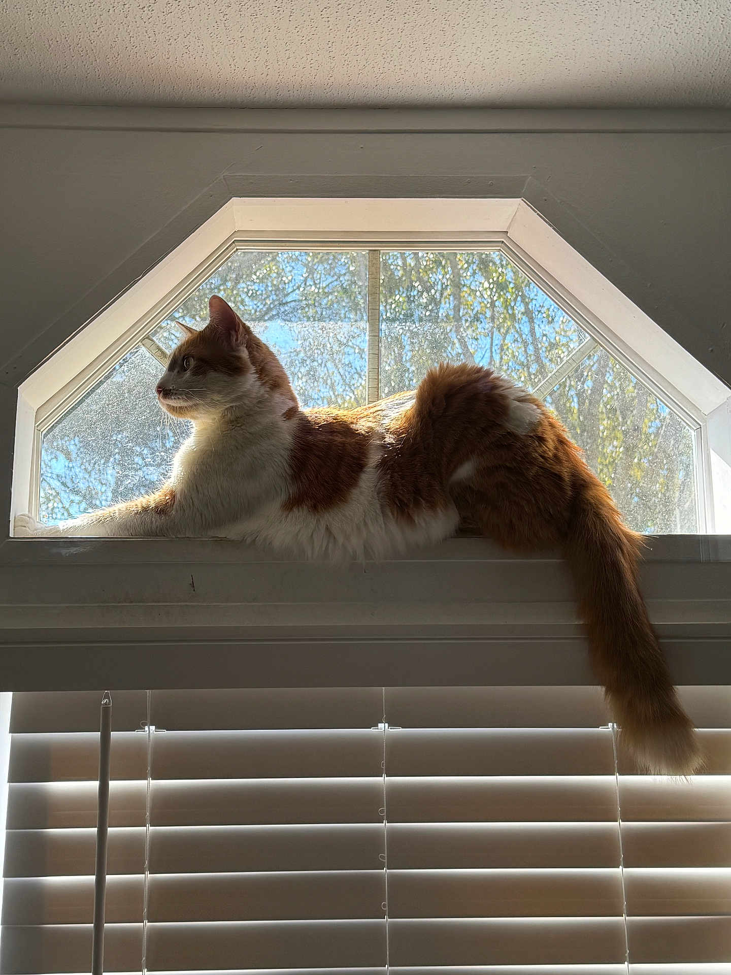 Thor is registered to the contest to win money with this photo: cat, orange_cat, white_cat, windowsill, window, sunlight, indoor, pet, feline, fluffy, resting, side_view, tail, blinds, dusty_window, daylight, tree_outside, relaxed, animal, house