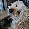 animal, close_up, cream_coat, curly_hair, cute, dog, eyes, face, fluffy, gaze, home, indoors, living_room, nose, pet, portrait, shaggy_fur, shelves, table, television
