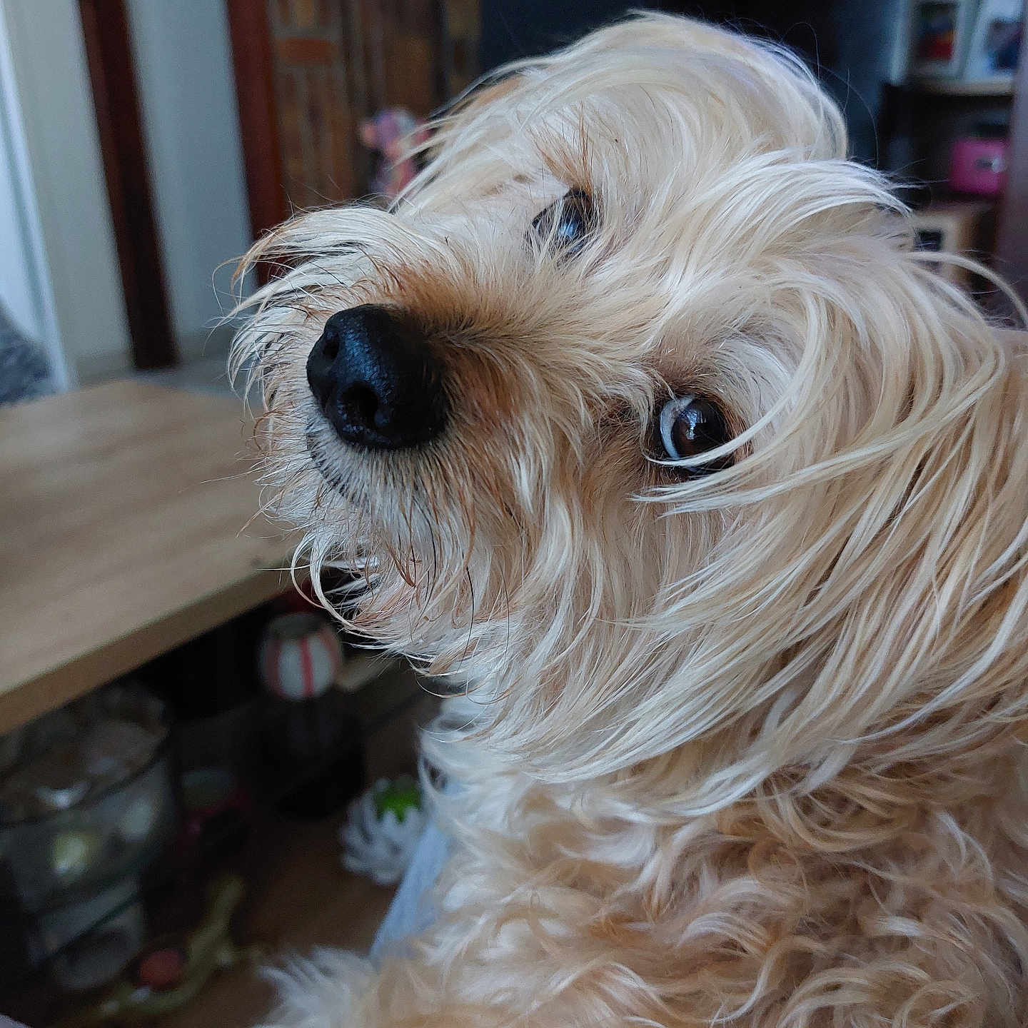 Teddy