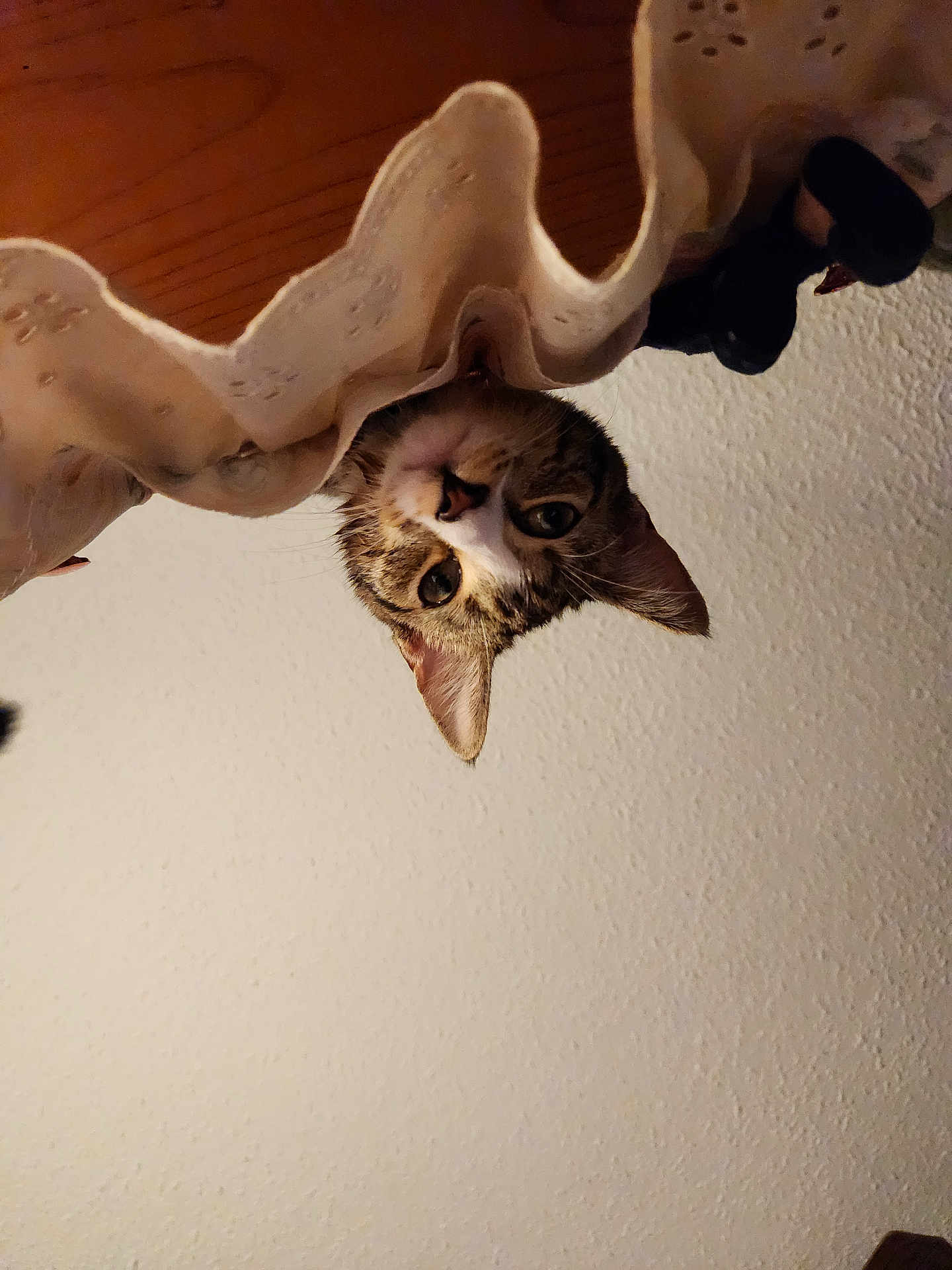 Munchkin joined the competition — help win amazing prizes! cat, curious, indoor, curtain, lacy, peeking, head, face, whiskers, ears, wall, texture, cozy, pet, animal, looking_down, closeup, feline, domestic, soft_lighting