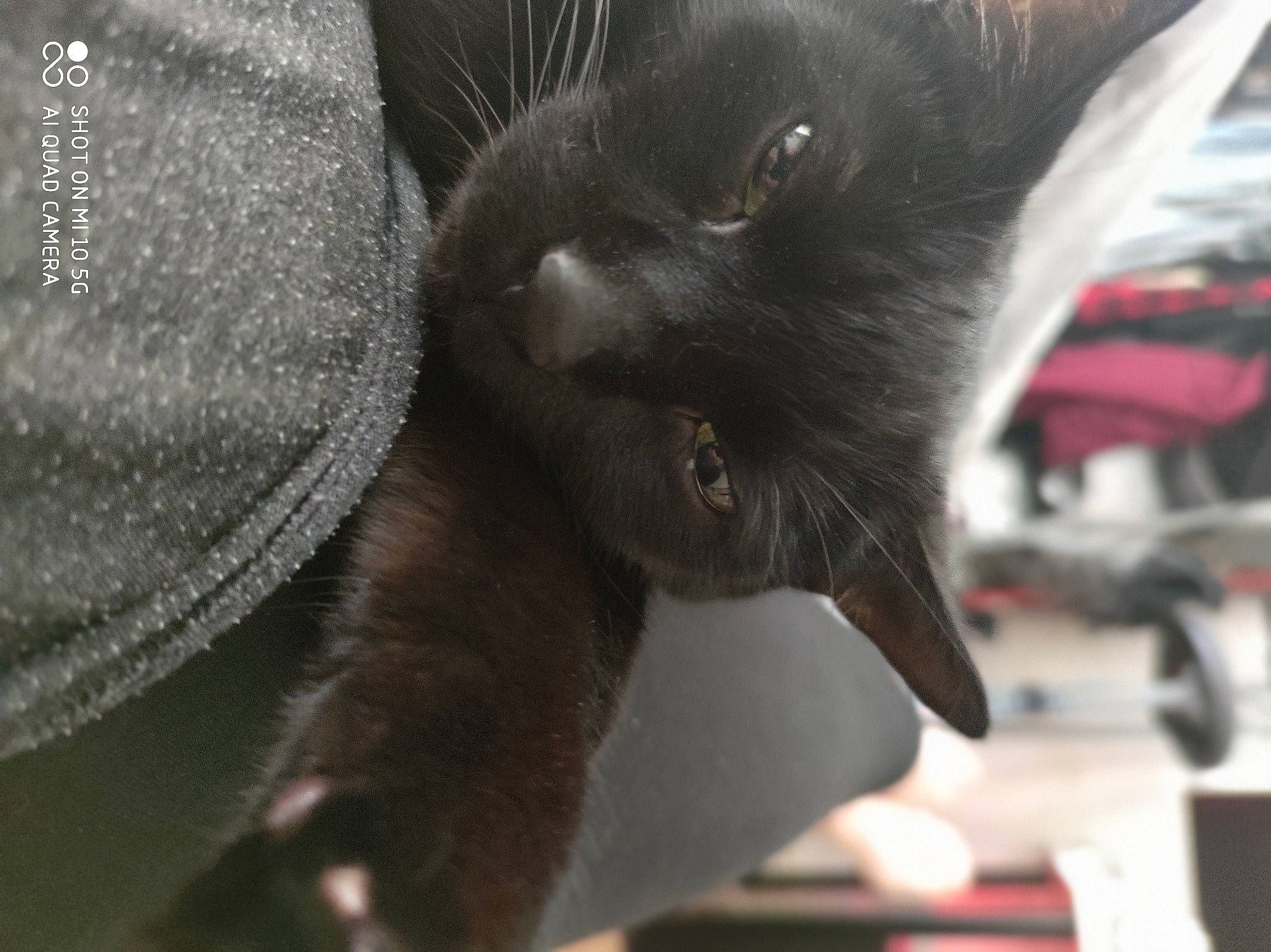 Einstein joined the competition — help win amazing prizes! black_cat, bombay, carnivore, cat, cat_supply, claw, domestic_short_haired_cat, ear, felidae, fur, grey, paw, small_to_medium_sized_cats, snout, tail, terrestrial_animal, whiskers