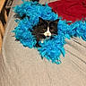 animal, bed, bedroom, black_and_white_cat, blanket, blue_feathers, cat, cozy, feather_boa, feline, fluffy, indoor, pet, phone_screenshot, pink_nose, playful, portrait, sitting, snack_package, whiskers
