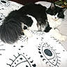 Casper is registered to the contest to win money with this photo: angora, animal, bed, bedroom, bird, blanket, cat, cushion, furniture, homedecor, indoors, kitten, linen, manx, pattern, person, pet, quilt, room, sleeping