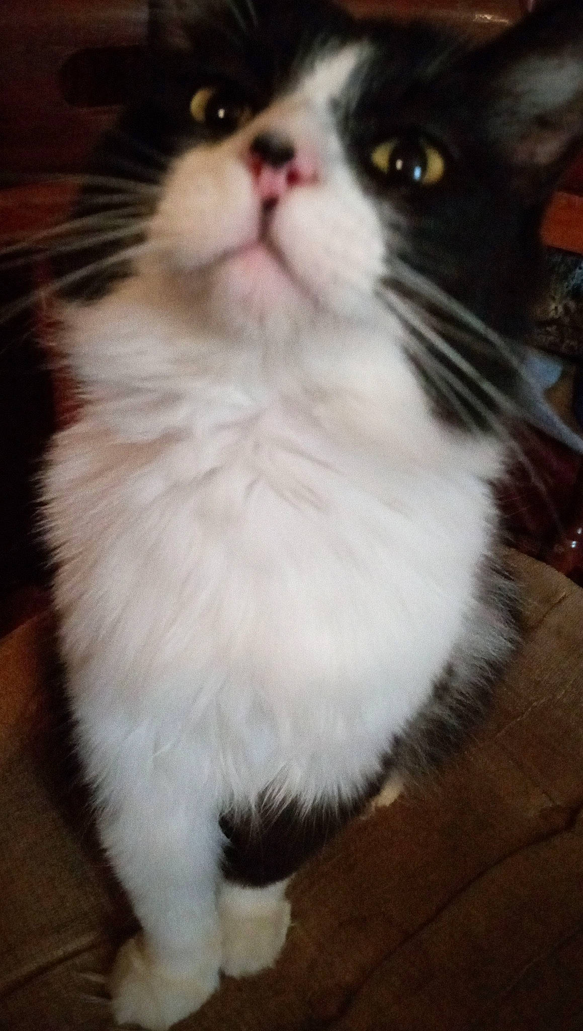 Casper is registered to the contest to win money with this photo: balance, carnivore, cat, claw, domestic_short_haired_cat, fawn, felidae, flooring, fur, hardwood, iris, paw, sitting, small_to_medium_sized_cats, snout, tail, terrestrial_animal, whiskers