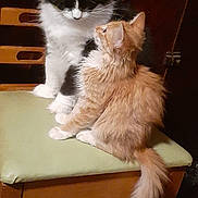 Casper is registered to the contest to win money with this photo: affection, animal, black_and_white_cat, cat, chair, closeup, companionship, cute, domestic, feline, fluffy, fur, indoor, kitten, looking_up, orange_cat, pet, sitting, tail, wooden_furniture