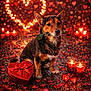 Djypsi participe au concours pour gagner de l'argent avec cette photo : animal, bokeh, candle, celebration, cute, decoration, dog, flower, gift, glowing, heart, holiday, love, night, outdoor, petals, red, romantic, rose, valentine