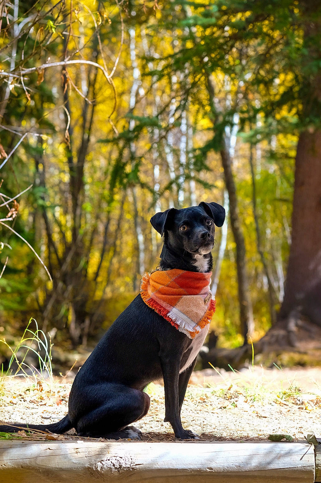 Reese joined the competition — help win amazing prizes! carnivore, collar, companion_dog, dog, dog_breed, dog_collar, dog_supply, fawn, forest, grass, leash, plant, snout, tail, terrier, tree, trunk, wood, woodland, working_animal