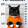 Katrina is registered to the contest to win money with this photo: animal, black_cat, cat, costume, face, front_facing, funny, green_eyes, handcuffs, height_chart, mugshot, orange_jumpsuit, pet, pointed_ears, police_theme, portrait, serious_expression, studio_background, whiskers, white_paws