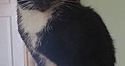 Katrina is registered to the contest to win money with this photo: alert, black_and_white, broom, cat, close_up, domestic_animal, doorway, fur, green_eyes, home, indoors, pet, photography, portrait, sitting, staring, tail, tuxedo_cat, whiskers, wood