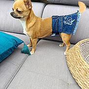 Jénin a rejoint le concours — aidez-le/la à gagner de superbes lots ! dog, small_dog, tan_dog, denim_skirt, clothing, couch, gray_couch, pillow, teal_pillow, tassel, woven_basket, pet, indoor, furniture, cute, standing, animal, canine, domestic_animal, fashion