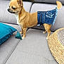 dog, small_dog, tan_dog, denim_skirt, clothing, couch, gray_couch, pillow, teal_pillow, tassel, woven_basket, pet, indoor, furniture, cute, standing, animal, canine, domestic_animal, fashion