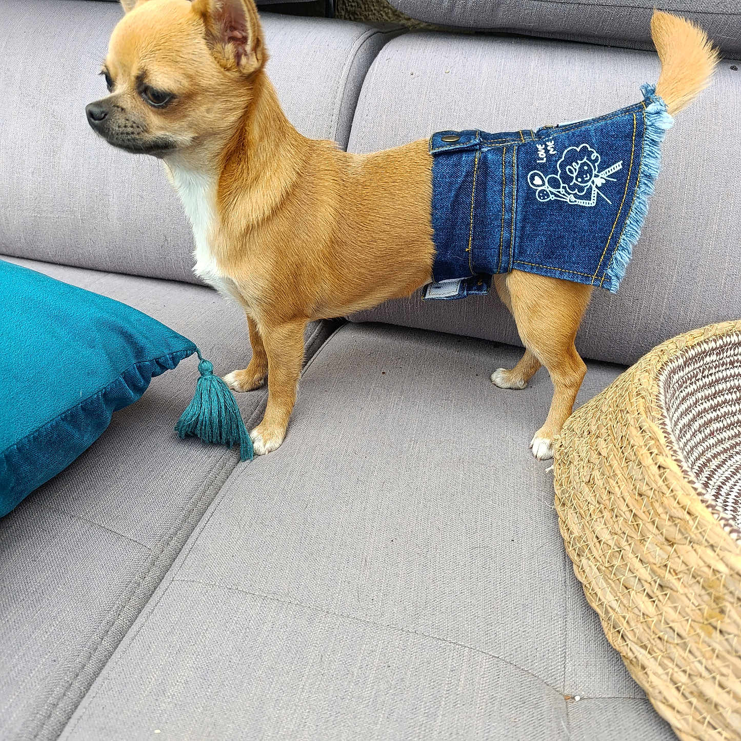 Jénin a rejoint le concours — aidez-le/la à gagner de superbes lots ! animal, canine, clothing, couch, cute, denim_skirt, dog, domestic_animal, fashion, furniture, gray_couch, indoor, pet, pillow, small_dog, standing, tan_dog, tassel, teal_pillow, woven_basket
