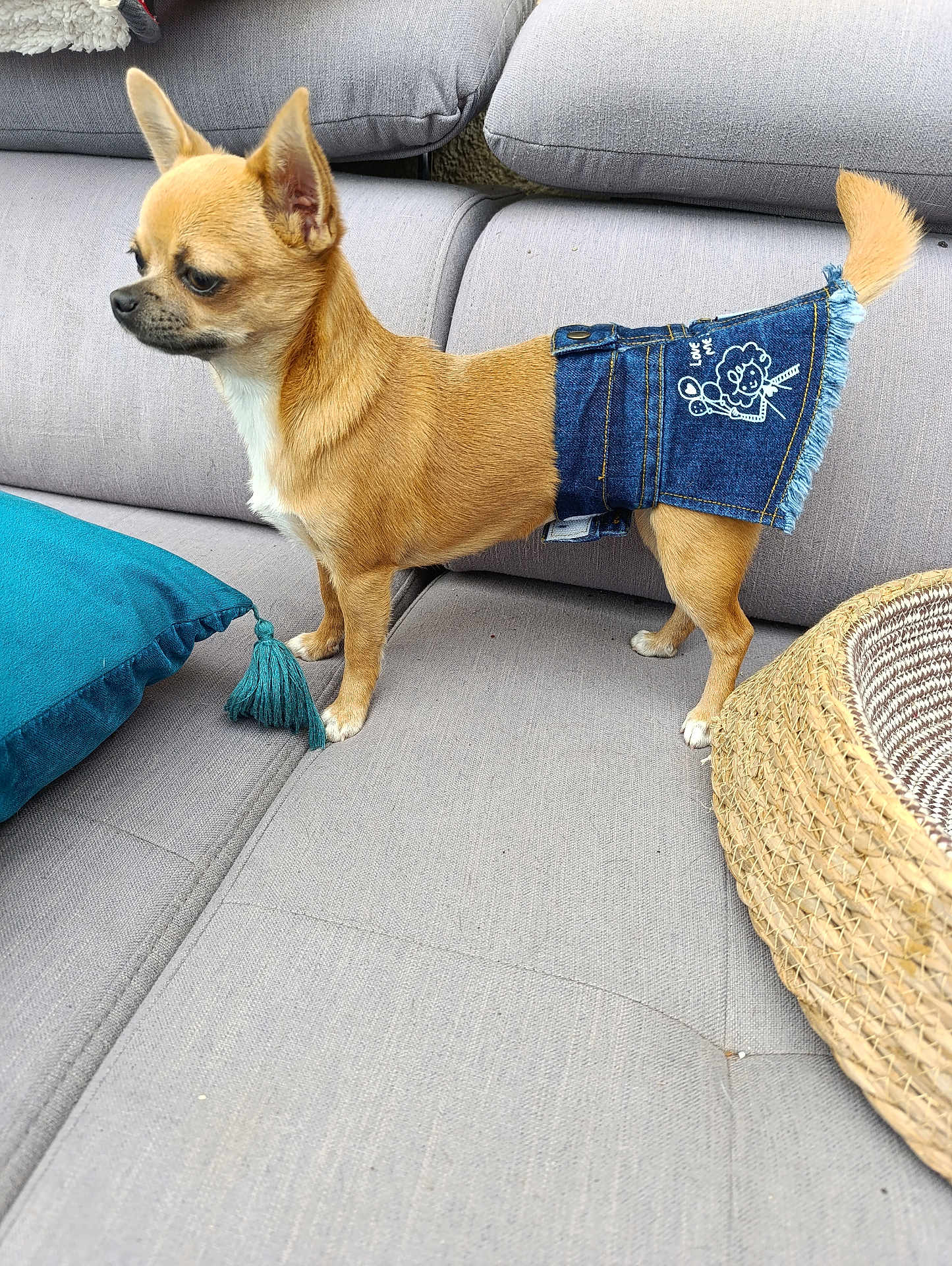 Jénin a rejoint le concours — aidez-le/la à gagner de superbes lots ! dog, small_dog, tan_dog, denim_skirt, clothing, couch, gray_couch, pillow, teal_pillow, tassel, woven_basket, pet, indoor, furniture, cute, standing, animal, canine, domestic_animal, fashion