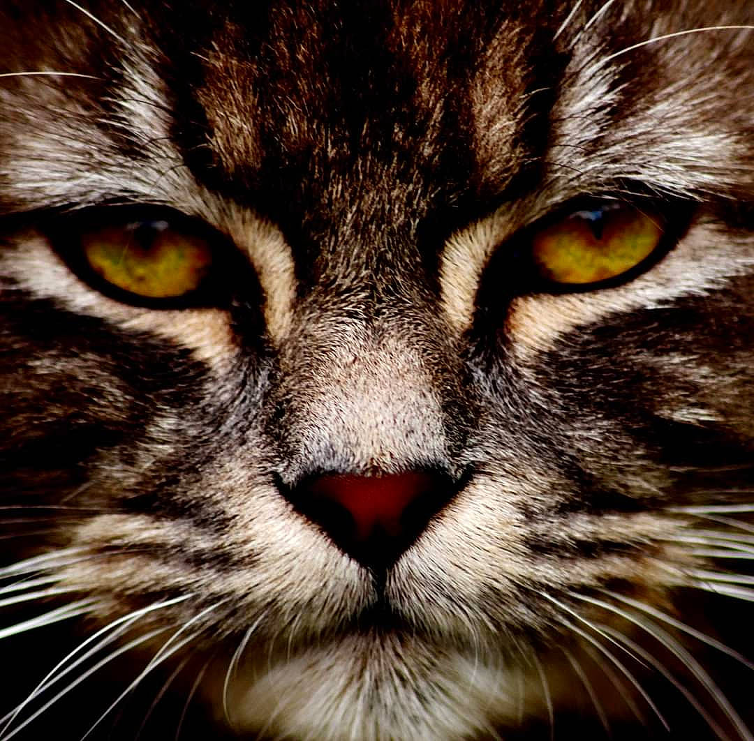 Jacky participe au concours pour gagner de l'argent avec cette photo : carnivore, cat, close_up, darkness, domestic_short_haired_cat, fang, felidae, fur, iris, lynx, mammal, small_to_medium_sized_cats, snout, terrestrial_animal, vertebrate, whiskers, wildlife