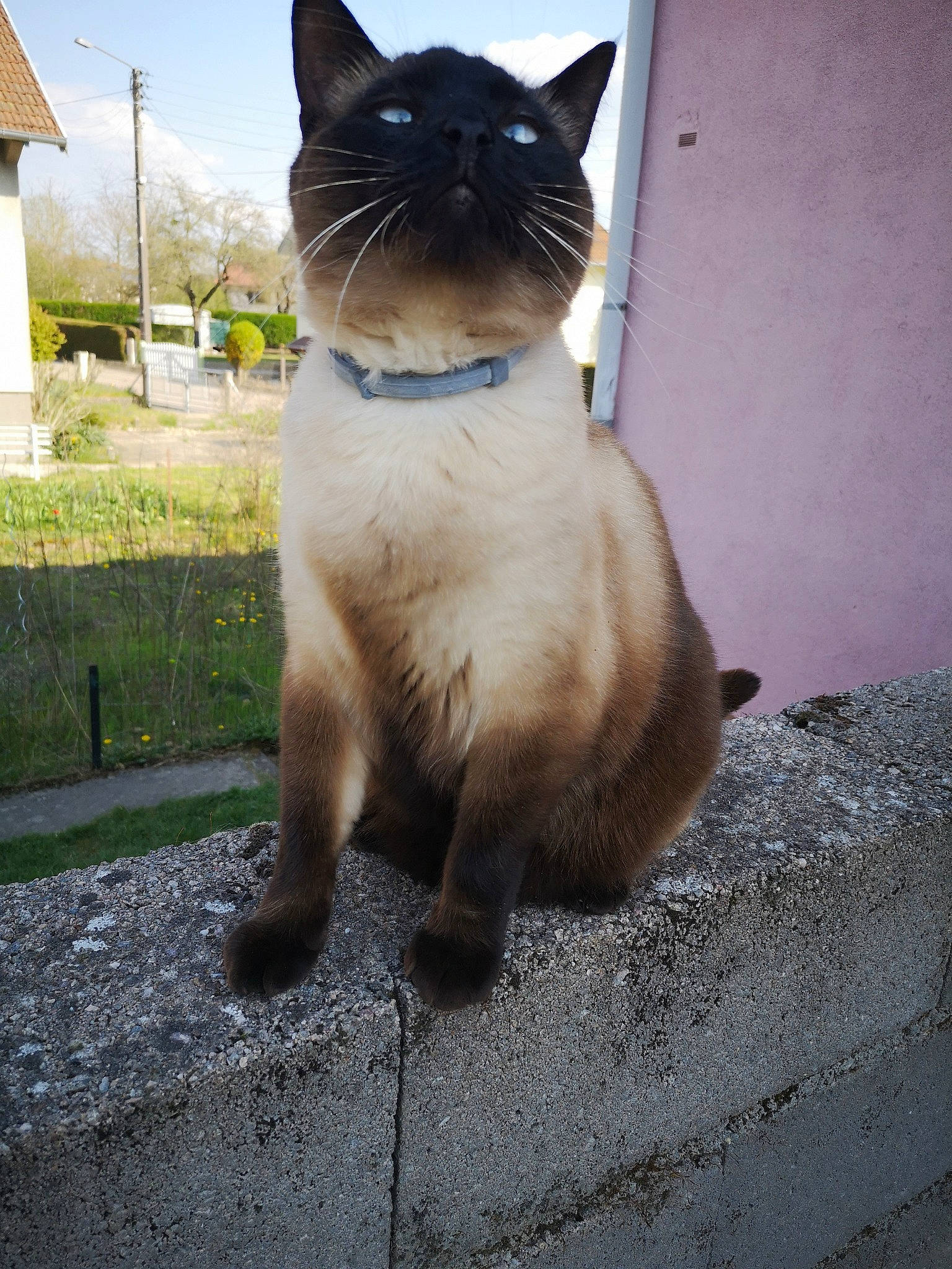 Milly participe au concours pour gagner de l'argent avec cette photo : carnivore, cat, electric_blue, fawn, felidae, fur, grass, plant, road_surface, siamese, sky, small_to_medium_sized_cats, snout, tail, thai, tints_and_shades, tree, water, whiskers, window