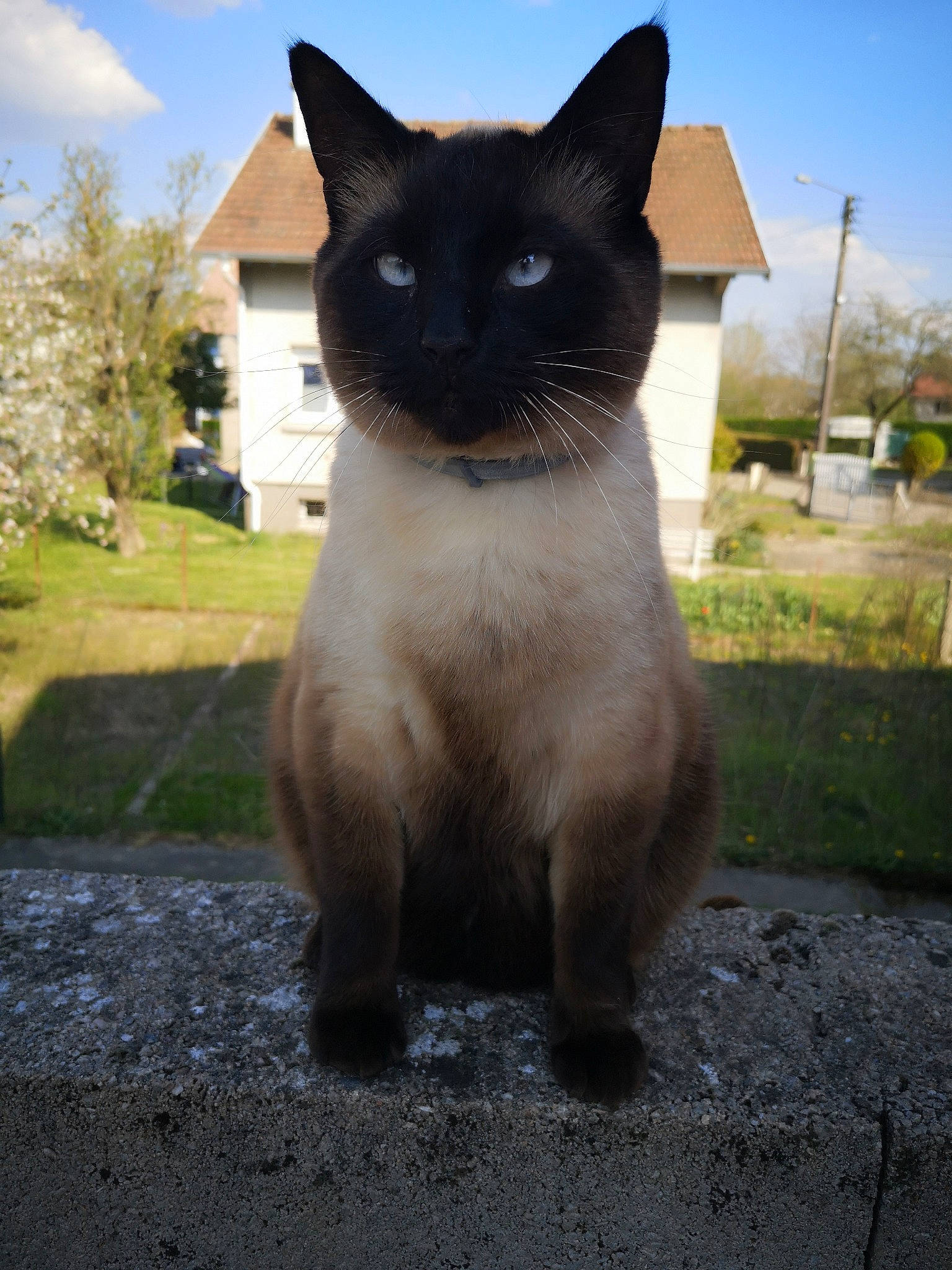 Milly participe au concours pour gagner de l'argent avec cette photo : carnivore, cat, cloud, domestic_short_haired_cat, eye, fawn, felidae, fur, grass, plant, siamese, sky, small_to_medium_sized_cats, snout, tail, terrestrial_animal, tints_and_shades, tree, whiskers, window