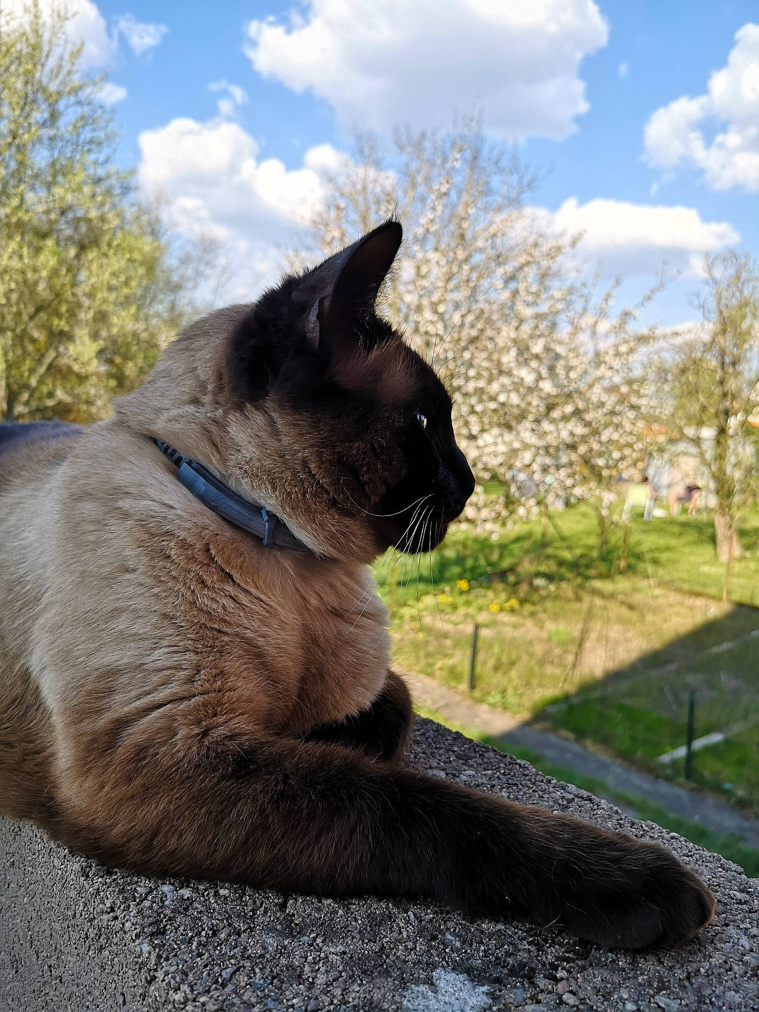 Milly participe au concours pour gagner de l'argent avec cette photo : black_cat, carnivore, cat, cloud, domestic_short_haired_cat, electric_blue, fawn, felidae, fur, grass, plant, shadow, siamese, sky, small_to_medium_sized_cats, tail, terrestrial_animal, thai, tree, whiskers