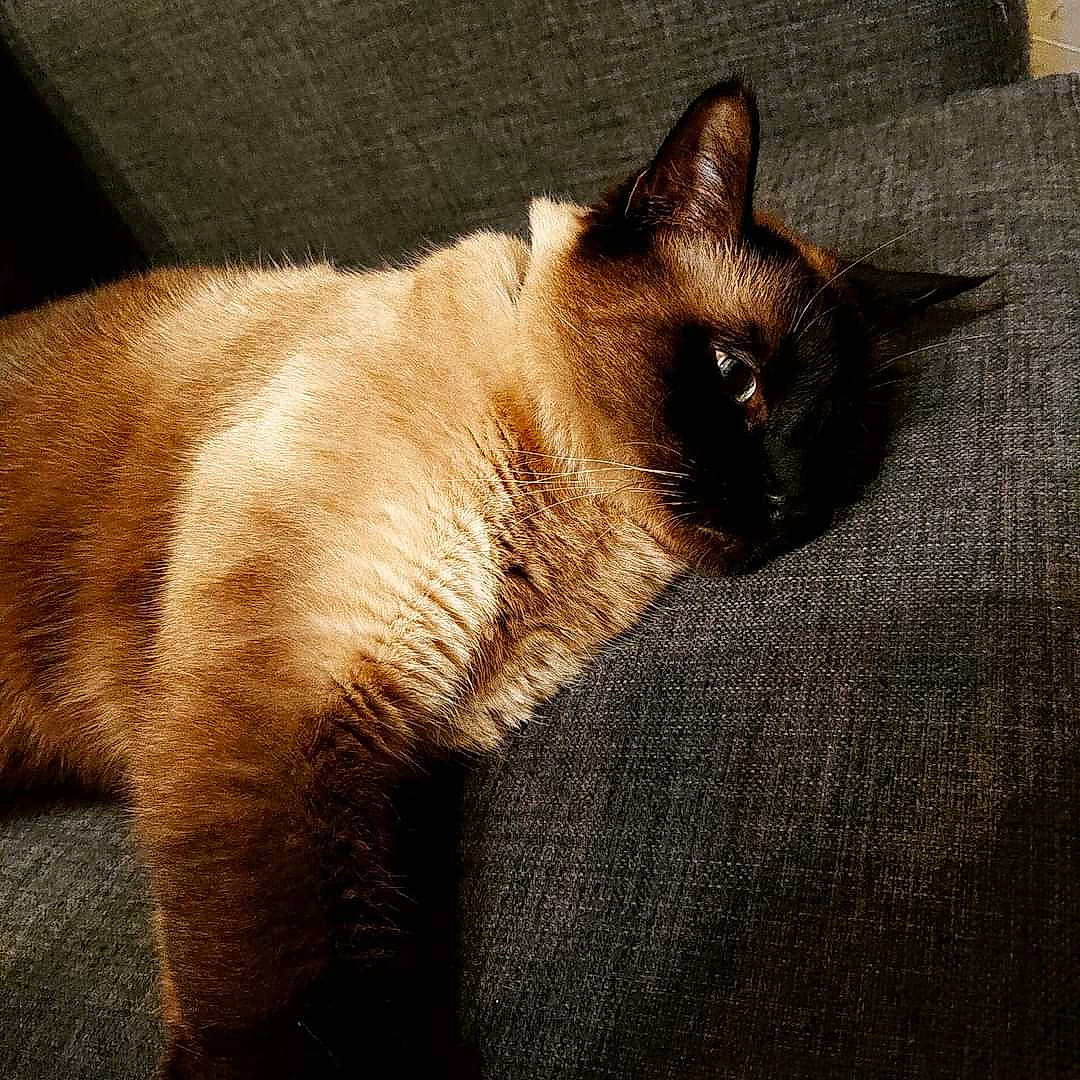 Milly a rejoint le concours — aidez-le/la à gagner de superbes lots ! balinese, brown, carnivore, cat, comfort, domestic_short_haired_cat, fawn, felidae, flooring, fur, paw, shadow, siamese, small_to_medium_sized_cats, snout, tail, tints_and_shades, whiskers, wildlife, wood