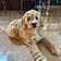 Teddy