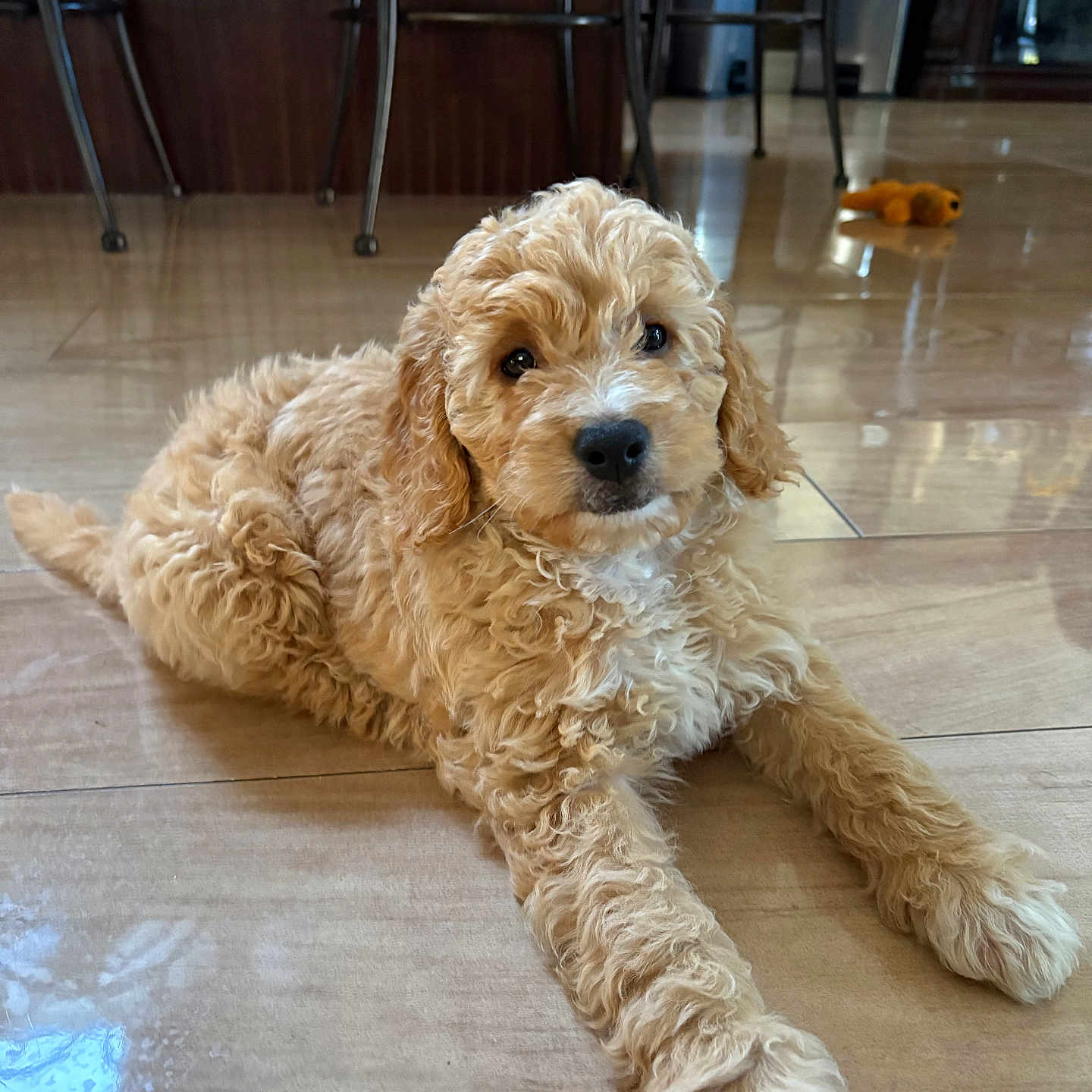 Teddy joined the competition — help win amazing prizes! animal, brown, cozy, curly_fur, cute, dog, domestic, floor, furniture, home, indoor, laying_down, looking_at_camera, pet, puppy, reflection, stool, tile, toy, young