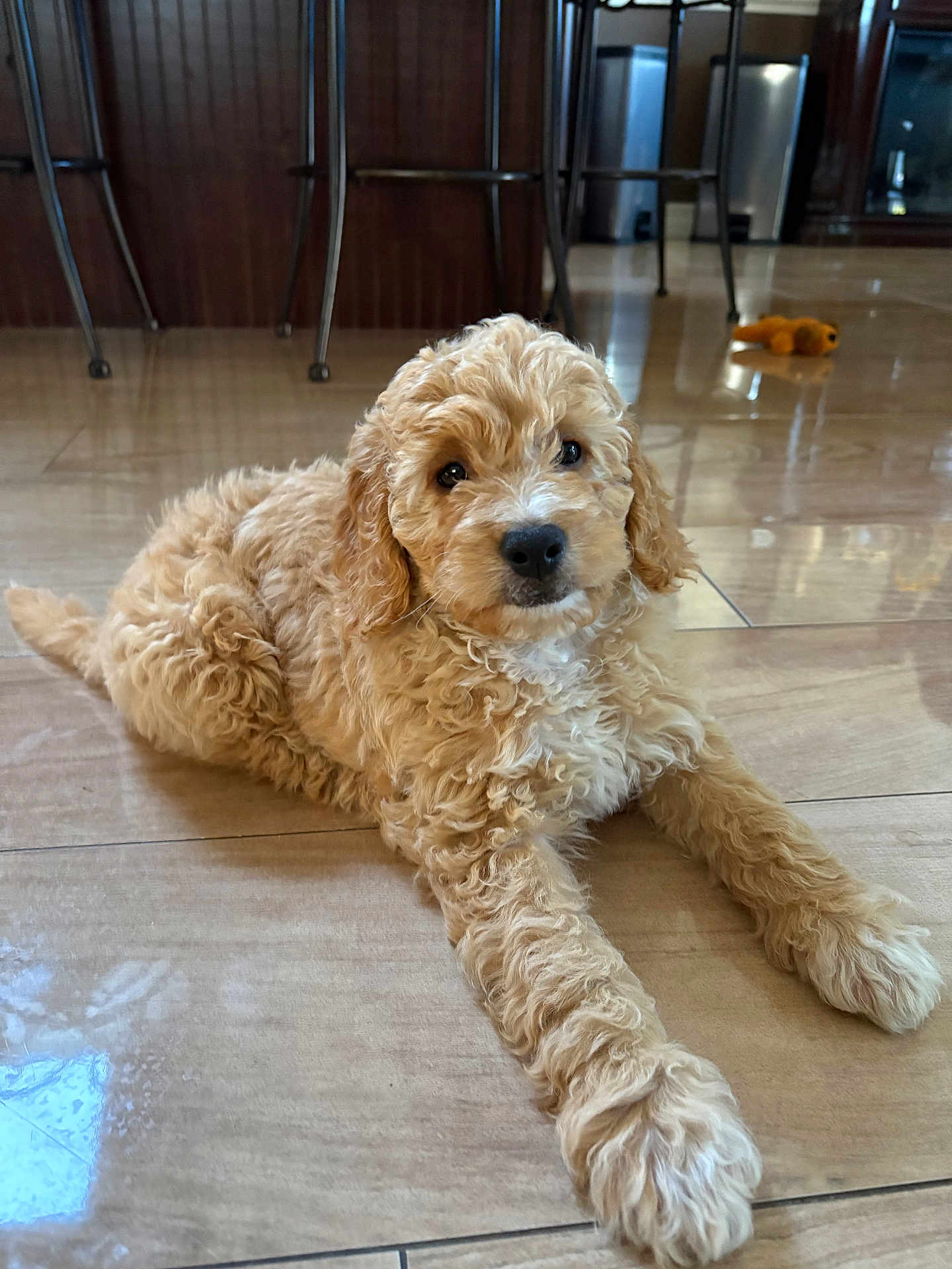 Teddy joined the competition — help win amazing prizes! puppy, dog, curly_fur, indoor, floor, tile, pet, cute, animal, brown, young, laying_down, looking_at_camera, domestic, furniture, stool, toy, home, reflection, cozy