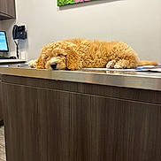 Teddy is registered to the contest to win money with this photo: puppy, dog, sleeping, counter, indoor, painting, wall, office, telephone, monitor, wooden_cabinet, floor, fur, cute, pet, resting, calm, animal, domestic, adorable
