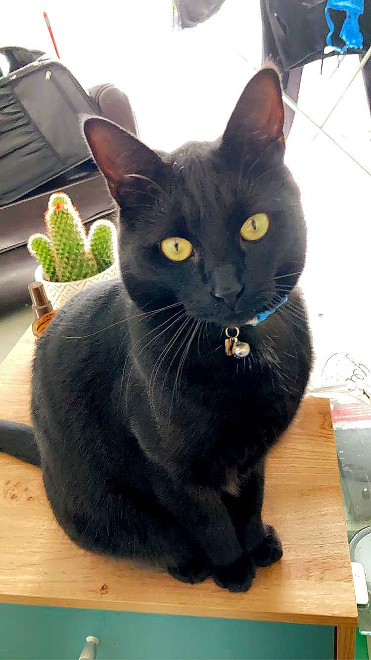 Sirius a rejoint le concours — aidez-le/la à gagner de superbes lots ! black_cat, carnivore, cat, cat_supply, domestic_short_haired_cat, felidae, flowerpot, fur, houseplant, pet_supply, plant, small_to_medium_sized_cats, snout, tail, terrestrial_animal, terrestrial_plant, whiskers, window