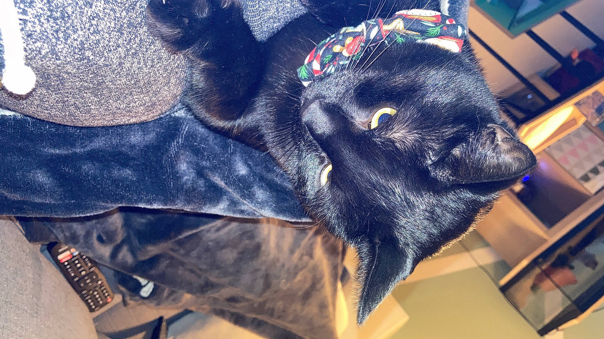 Sirius participe au concours pour gagner de l'argent avec cette photo : art, carmine, denim, electric_blue, fashion_accessory, felidae, fur, grey, pattern, pocket, sleeve, small_to_medium_sized_cats, snout, sportswear, t_shirt, tail, thread, visual_arts, wool, working_animal