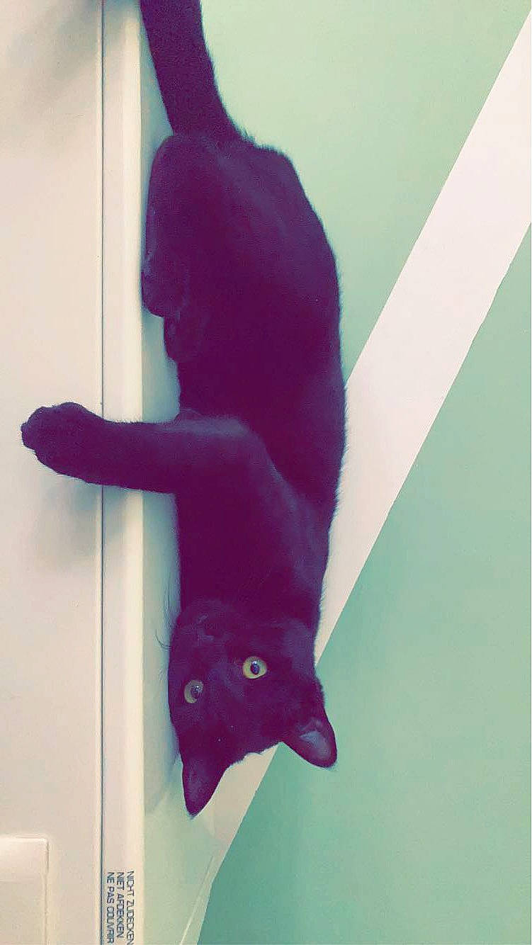 Sirius a rejoint le concours — aidez-le/la à gagner de superbes lots ! black_cat, carmine, cat, dress, electric_blue, fashion_accessory, felidae, foot, fur, gesture, human_leg, magenta, pattern, plant, purple, sleeve, small_to_medium_sized_cats, snout, tail, tints_and_shades