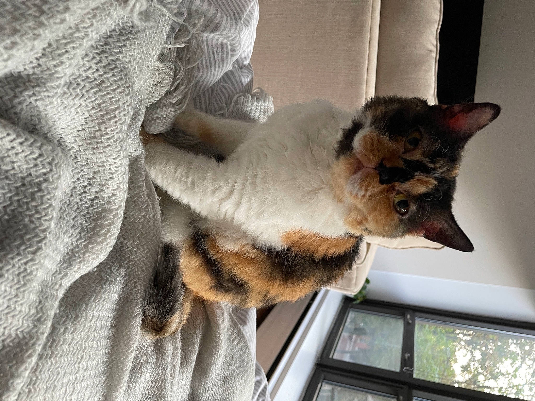 Hocus Pocus is registered to the contest to win money with this photo: carnivore, cat, claw, comfort, domestic_short_haired_cat, door, fawn, felidae, fur, grey, house, plant, small_to_medium_sized_cats, snout, tail, textile, tree, whiskers, window, wood