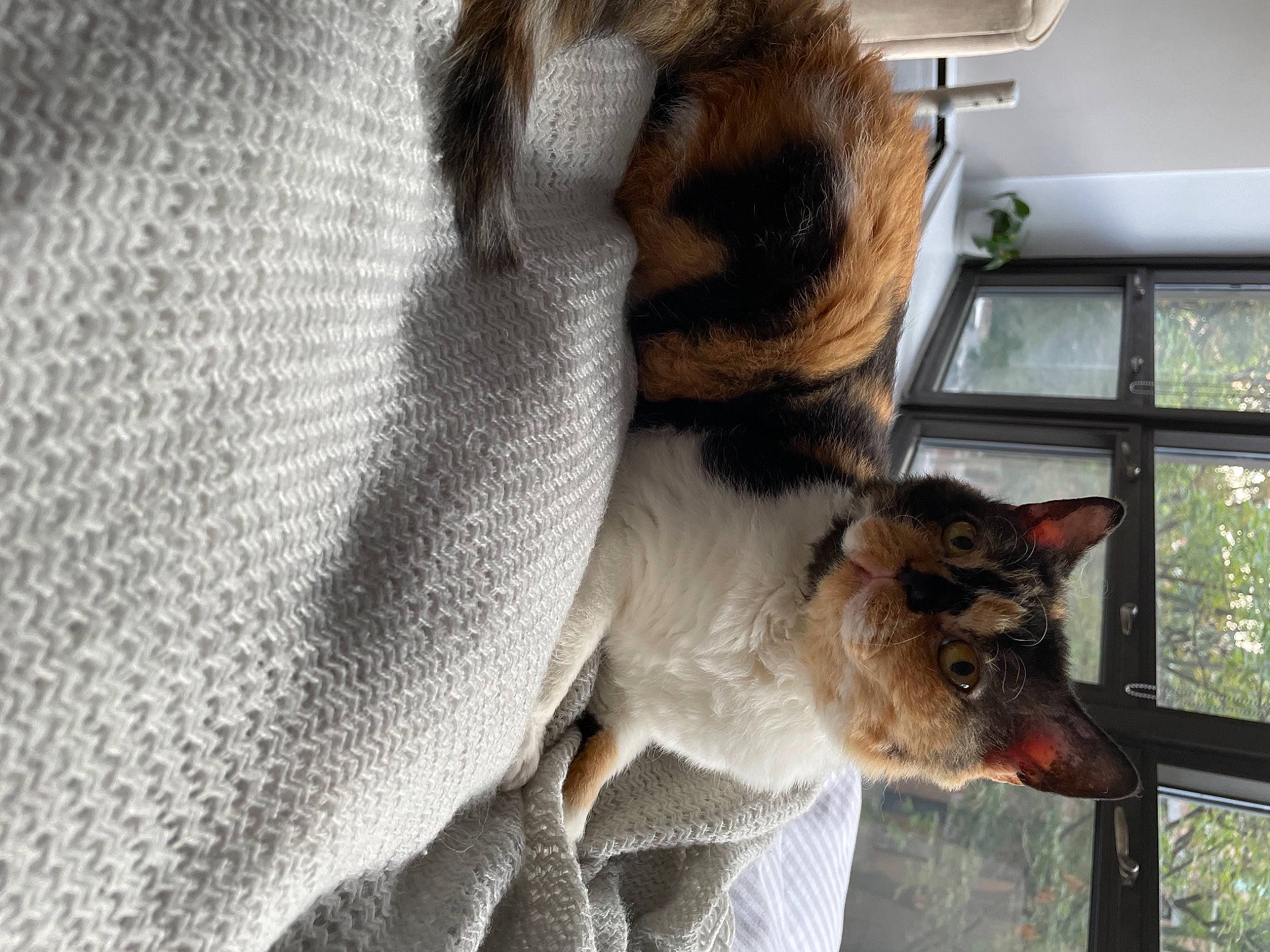 Hocus Pocus is registered to the contest to win money with this photo: canidae, carnivore, cat, claw, collar, comfort, dog_breed, domestic_short_haired_cat, fawn, felidae, fur, plant, small_to_medium_sized_cats, snout, sporting_group, tail, tree, whiskers, wildlife, window