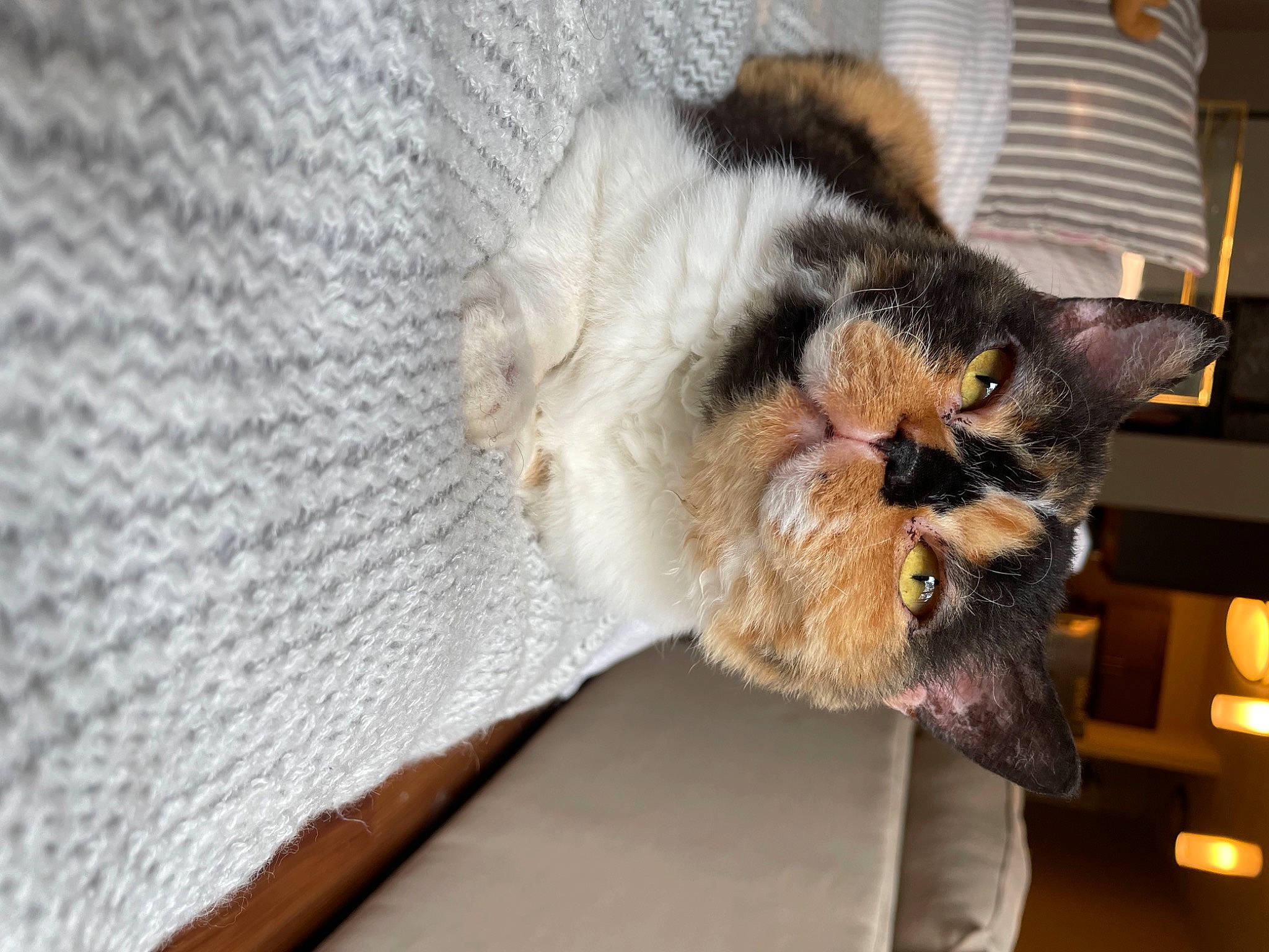 Hocus Pocus is registered to the contest to win money with this photo: canidae, carnivore, cat, cat_supply, claw, comfort, domestic_short_haired_cat, felidae, fur, glasses, grey, linens, paw, small_to_medium_sized_cats, tail, whiskers, window, woven_fabric