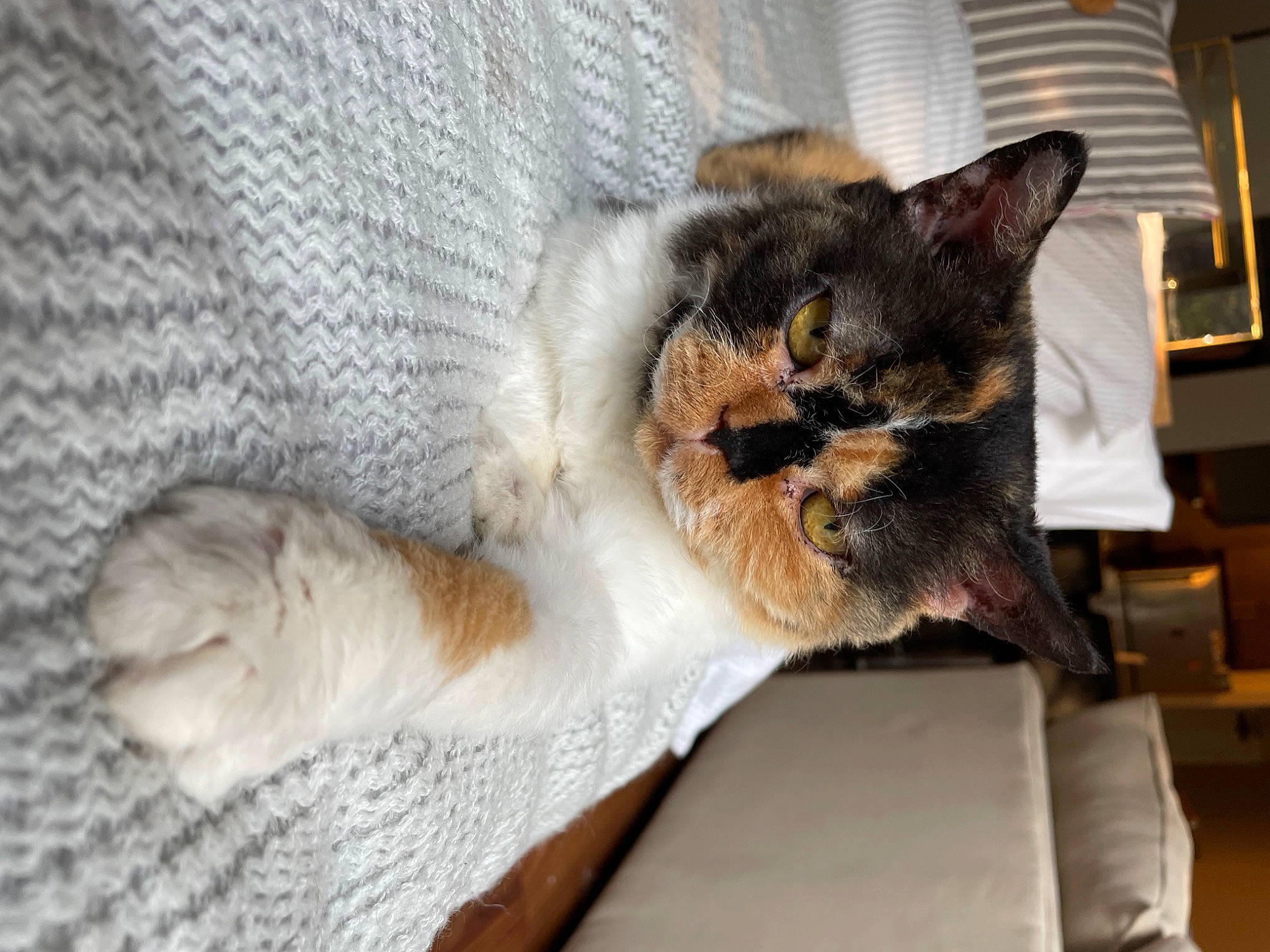 Hocus Pocus is registered to the contest to win money with this photo: carnivore, cat, cat_furniture, cat_supply, chair, claw, comfort, couch, domestic_short_haired_cat, fawn, felidae, fur, grey, nap, paw, small_to_medium_sized_cats, snout, tail, whiskers, window