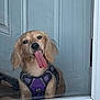 dog, tongue, purple_harness, door, glass, pet, animal, cute, funny, indoor, muzzle, ears, fur, canine, looking, sitting, expression, playful, happy, house