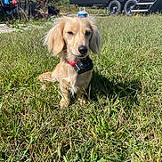 Astride is registered to the contest to win money with this photo: dog, grass, outdoor, sunlight, collar, camera, pet, camping, camper_trailer, nature, small_dog, field, animal, daytime, fur, ears, sitting, greenery, shadow, background