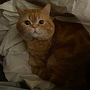 Whiskey is registered to the contest to win money with this photo: cat, orange_tabby, pet, animal, feline, whiskers, curious, wide_eyes, paper, crumpled_paper, cozy, indoor, resting, cute, fur, close_up, domestic_cat, looking, curled_up, soft_lighting