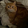 cat, orange_tabby, pet, animal, feline, whiskers, curious, wide_eyes, paper, crumpled_paper, cozy, indoor, resting, cute, fur, close_up, domestic_cat, looking, curled_up, soft_lighting