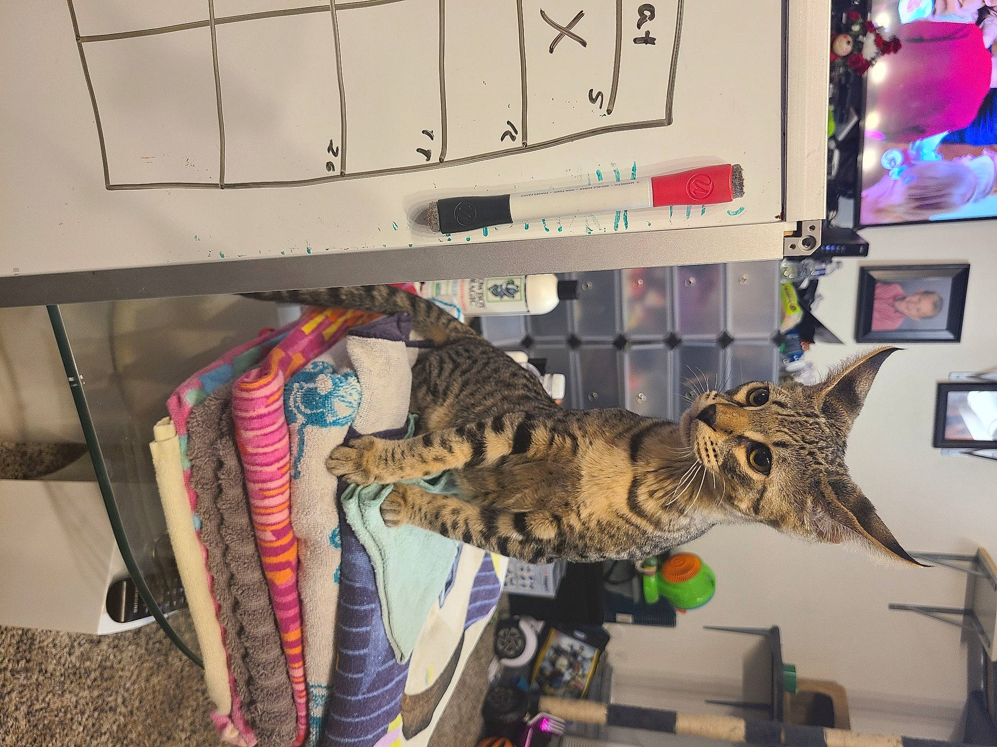 Rafiki is registered to the contest to win money with this photo: art, collection, fashion_design, felidae, fur, military_camouflage, pattern, picture_frame, plant, room, small_to_medium_sized_cats, visual_arts