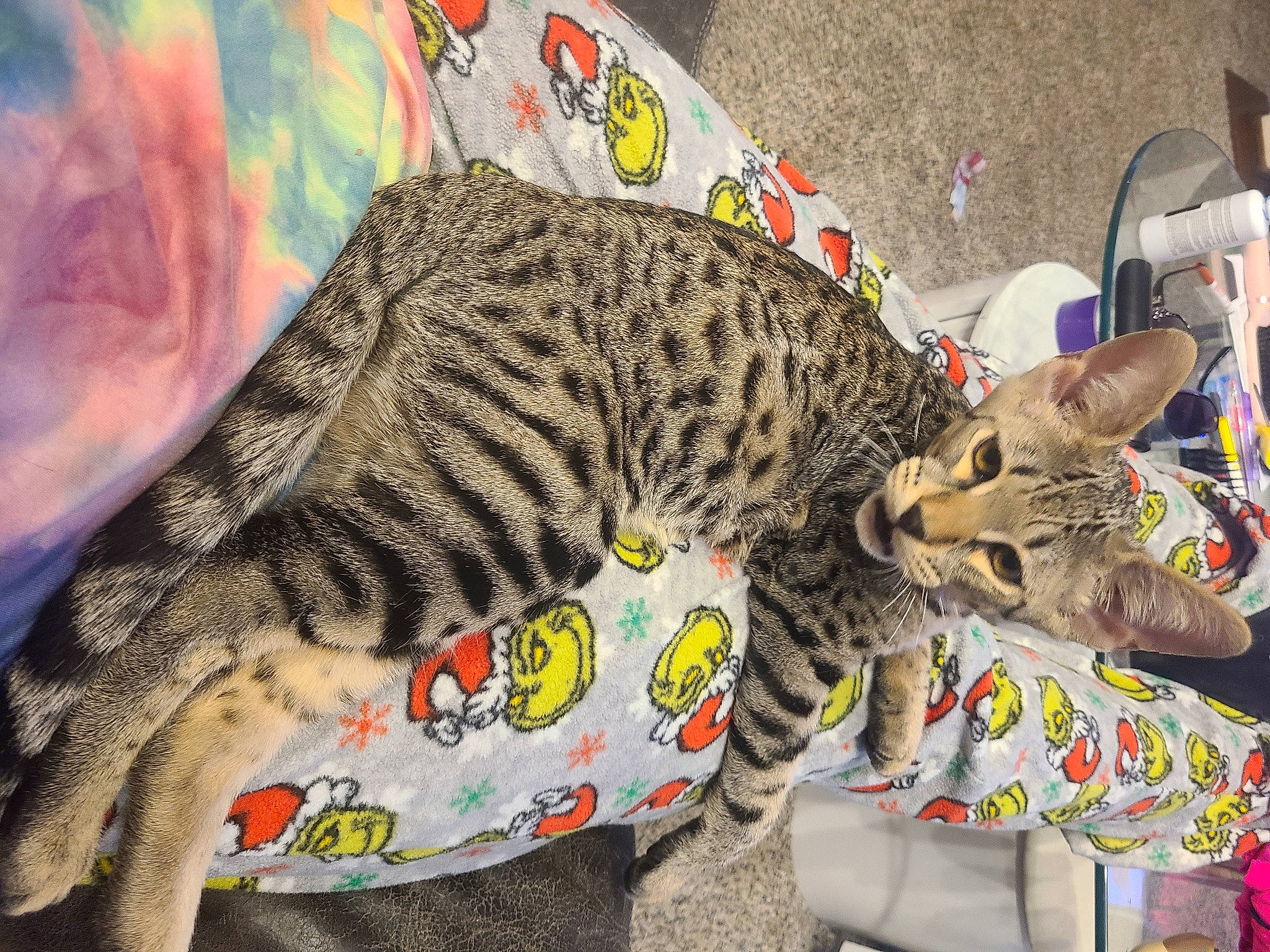 Rafiki is registered to the contest to win money with this photo: big_cats, carnivore, cat, claw, comfort, domestic_short_haired_cat, fawn, felidae, flooring, fur, grey, linens, mammal, pattern, small_to_medium_sized_cats, snout, tail, terrestrial_animal, vertebrate, whiskers