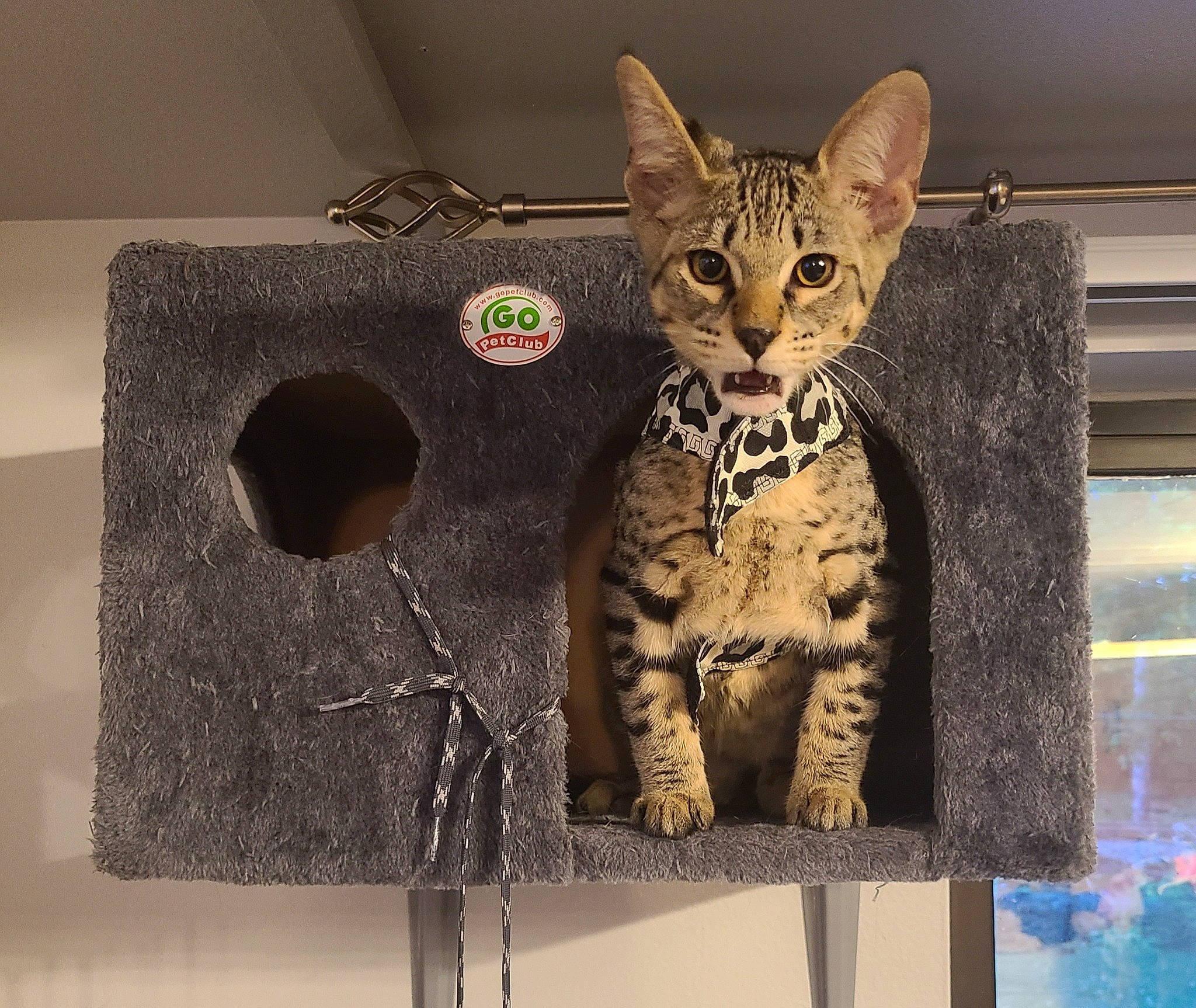 Rafiki is registered to the contest to win money with this photo: audio_equipment, cardboard, carnivore, cat, cat_supply, domestic_short_haired_cat, fawn, felidae, fur, metal, pet_supply, rectangle, small_to_medium_sized_cats, snout, tail, terrestrial_animal, toy, visual_arts, whiskers, wildlife