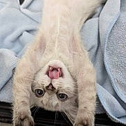 Chaos is registered to the contest to win money with this photo: animal, blanket, bodypart, cat, electronics, face, furniture, hardware, head, kitten, manx, mouth, person, pet, photography, portrait, siamese, sleeping, snout, tongue